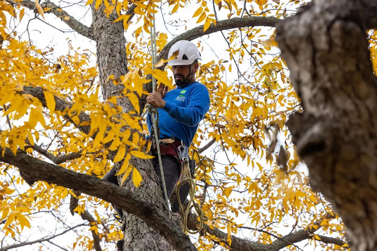 Skilled Tree Pruning crew working in Bucklin